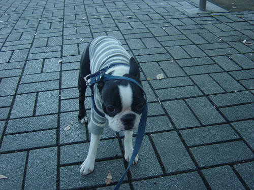 20081206_ebinaSA04.jpg