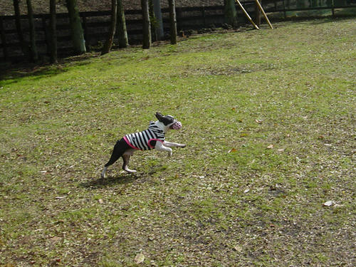 20081206_FDGrun02.jpg