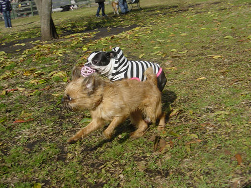 20081206_FDGrun07.jpg