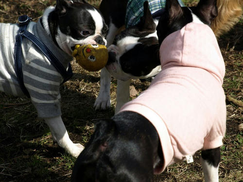 20081206_zenmaimahaloshio02.jpg