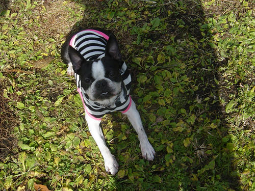 20081206_roku01.jpg