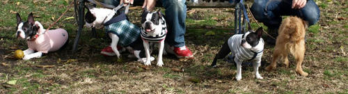 20081206_5hiki.jpg