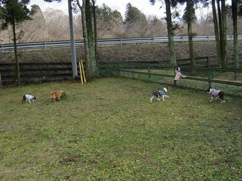 20081206_warawara01.jpg
