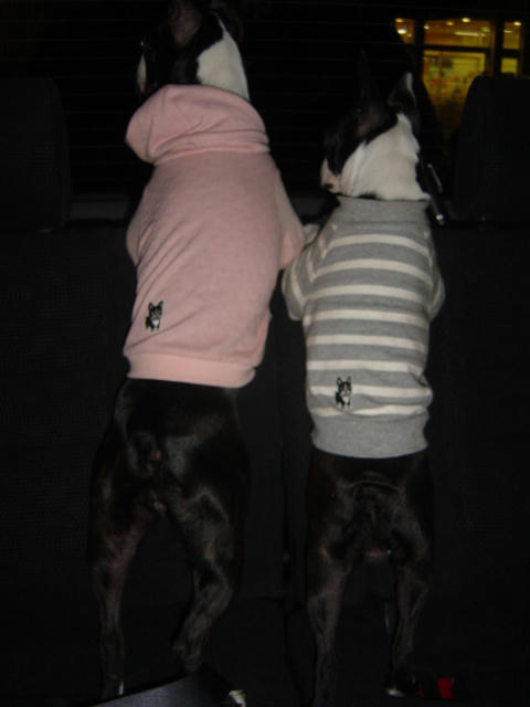 20081206_zenmaimahalo01.jpg
