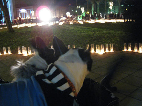20081223_candolCafe11.jpg