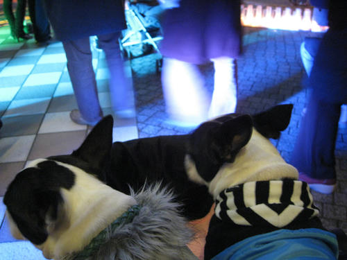 20081223_candolCafe08.jpg