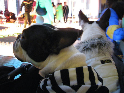 20081223_candolCafe07.jpg