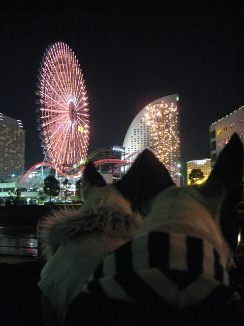 20081223_candolCafe02.jpg