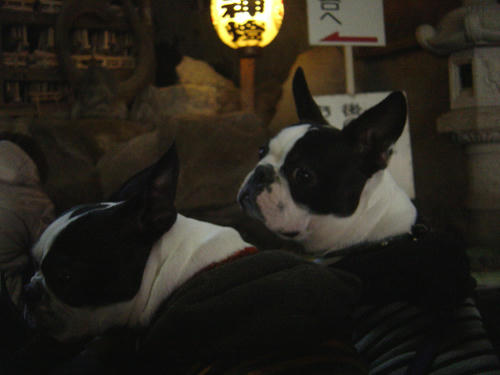 20090124_kamakura11.jpg