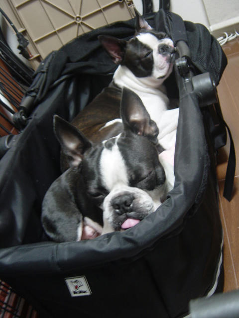20090211_home01.jpg