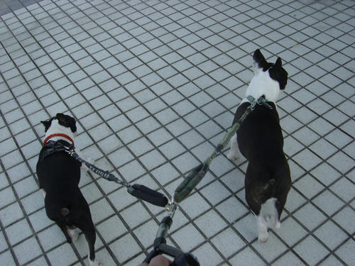 20090214_sanpo02.jpg