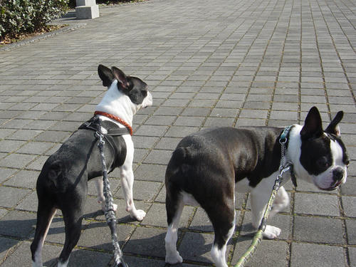 20090214_sanpo05.jpg