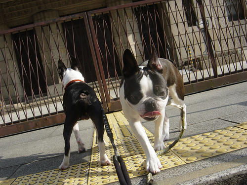 20090214_sanpo10.jpg