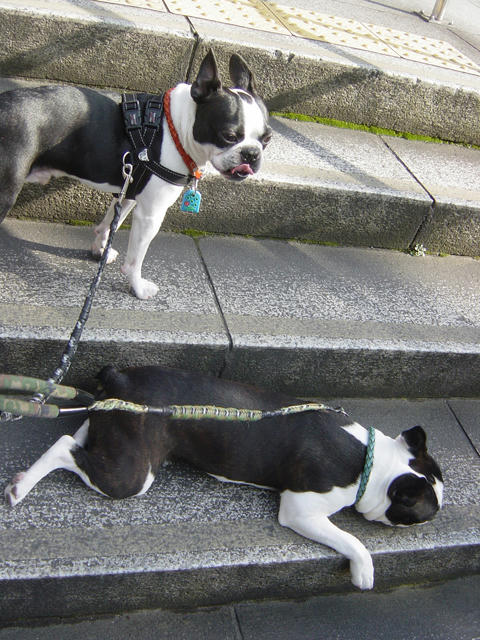 20090214_sanpo11.jpg