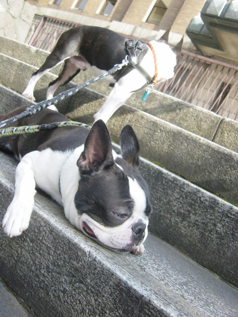 20090214_sanpo13.jpg