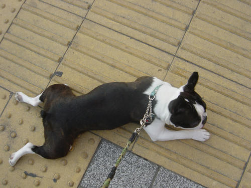 20090214_sanpo16.jpg