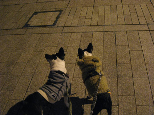 20090224_sanpo03.jpg