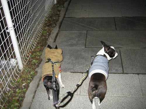 20090224_sanpo10.jpg