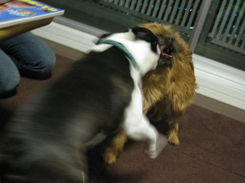 20090222_wanwan09.jpg