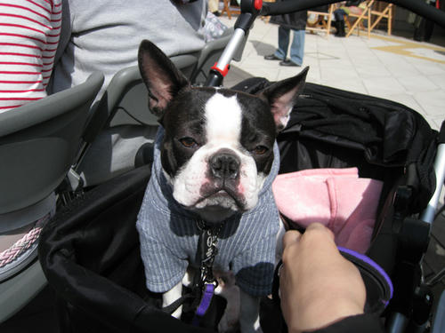 20090222_baydogfesta12.jpg