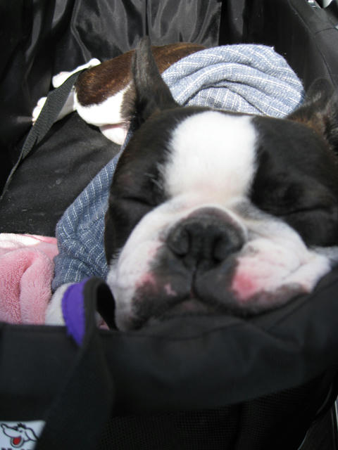 20090222_baydogfesta08.jpg