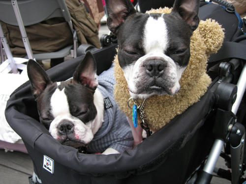 20090222_baydogfesta04.jpg