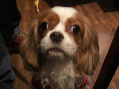 20090222_wanwan36.jpg