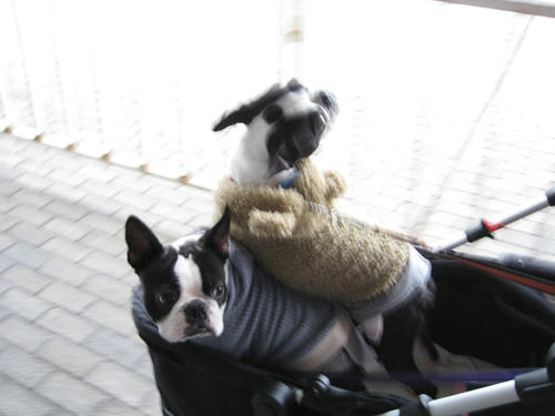 20090222_wanwan30.jpg