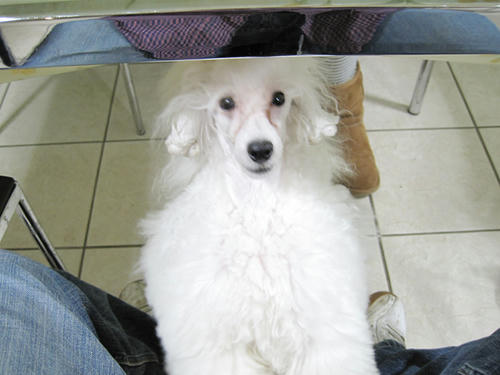 20090308_tc13.jpg