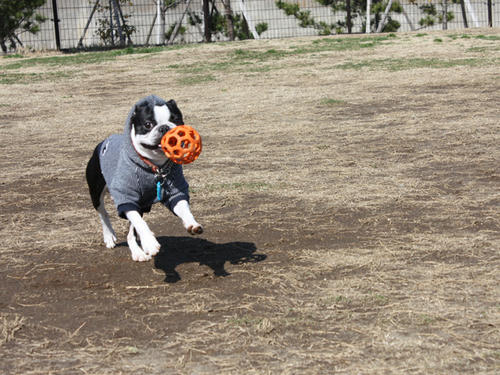 20090310_jonanjima_roku12.jpg