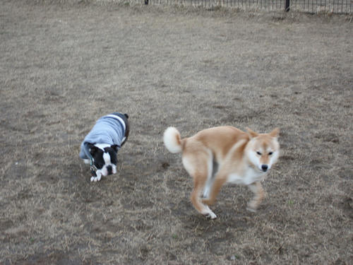 20090310_jonanjima_shio37.jpg