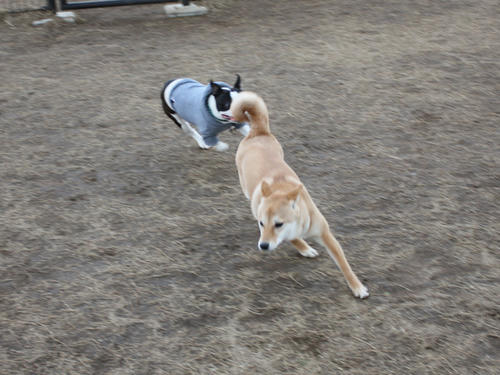 20090310_jonanjima_shio29.jpg