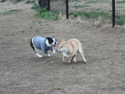 20090310_jonanjima_shio28.jpg