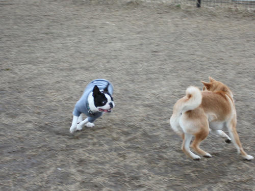 20090310_jonanjima_shio27.jpg