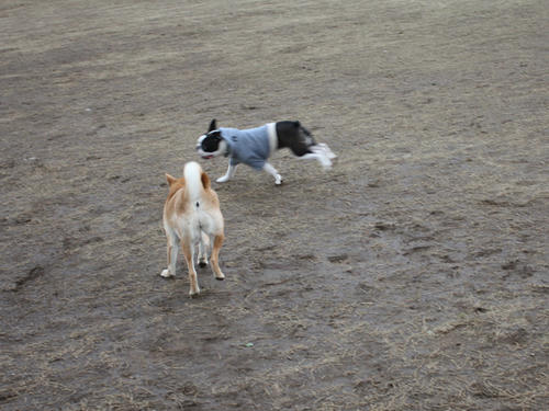 20090310_jonanjima_shio26.jpg