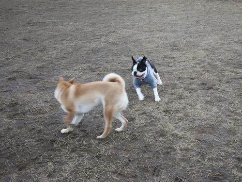 20090310_jonanjima_shio24.jpg