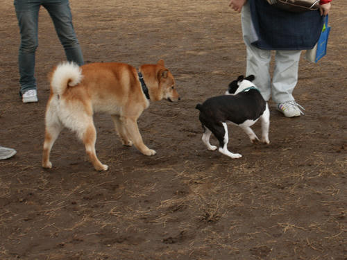 20090310_jonanjima_shio18.jpg