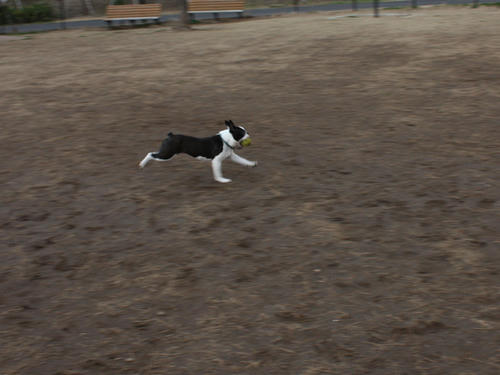 20090310_jonanjima_shio14.jpg