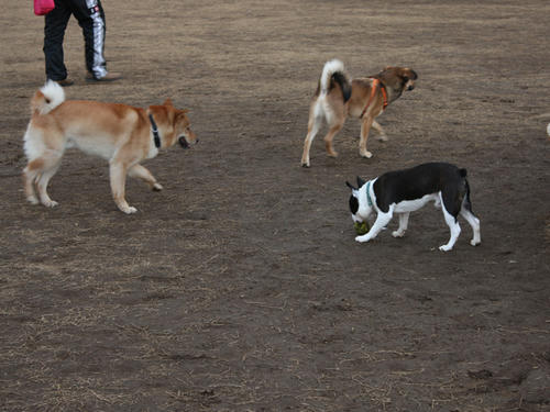 20090310_jonanjima_shio09.jpg