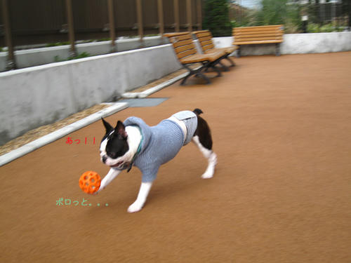 20090314_Dogrun01.jpg