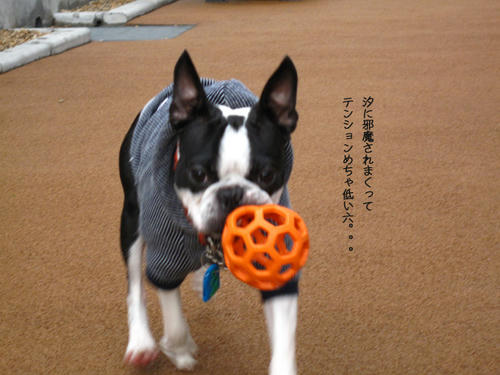 20090314_Dogrun02.jpg