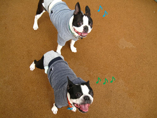 20090314_Dogrun04.jpg