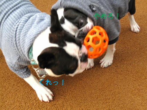 20090314_Dogrun06.jpg