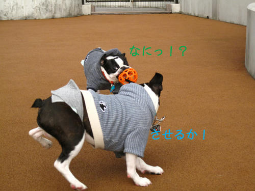 20090314_Dogrun07.jpg