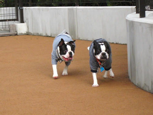 20090314_Dogrun08.jpg