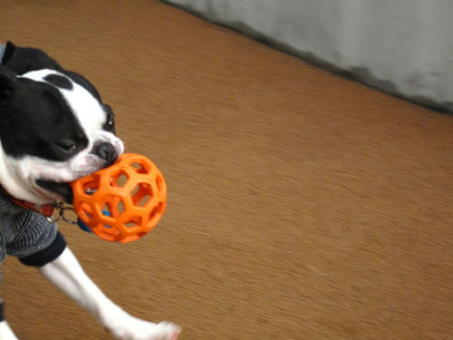 20090314_Dogrun10.jpg