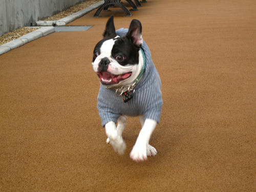 20090314_Dogrun11.jpg