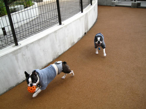 20090314_Dogrun12.jpg