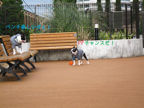 20090314_Dogrun14.jpg