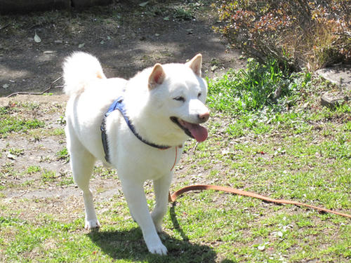 20090315_kouryoupark02.jpg